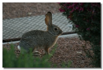 P (6)   Our Condo Desert Rabbit